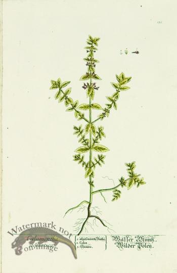 Blackwell German 261